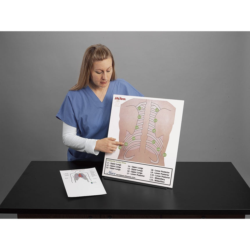 Life/Form Posterior Auscultation Practice Board
