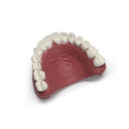 Laerdal MegaCode Kelly Upper Teeth