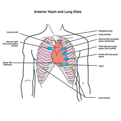 Life/Form Auscultation Trainer And SmartScope w/Amplifier Speaker System