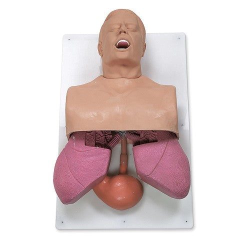 Simulaids Adult Airway Management Trainer