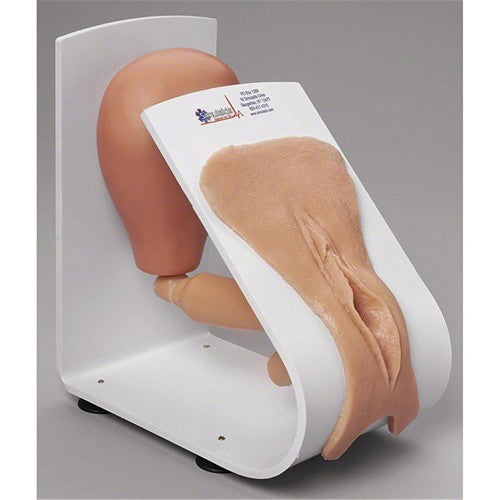 Simulaids Male or Female Catheterization Trainer