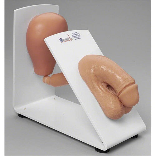 Simulaids Male or Female Catheterization Trainer